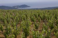 Domaine La begude  Grand vin de Bandol